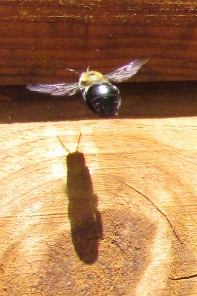 Carpenter Bee in flight