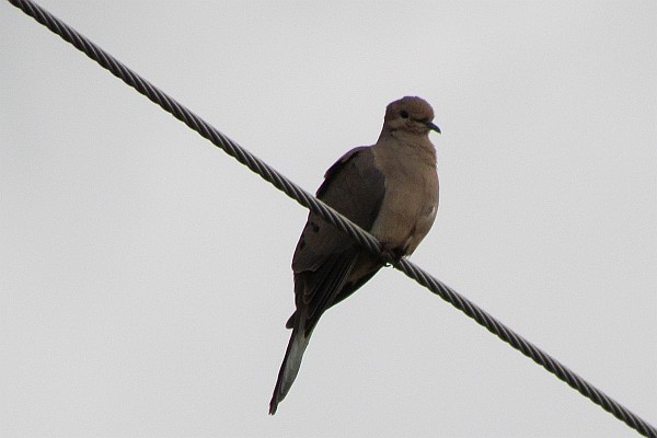 Mourning Dove on the electric wire