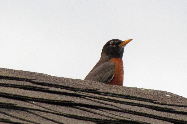 Robin on ridge of roof
