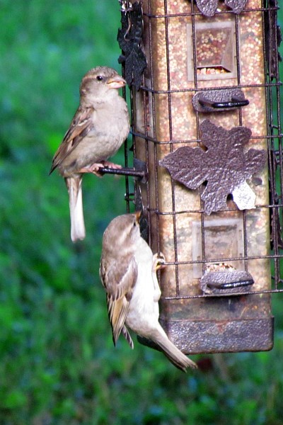 Femail House Sparrows