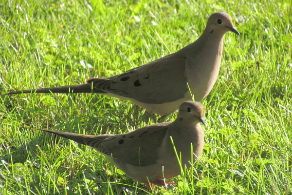 Two Mourning Doves