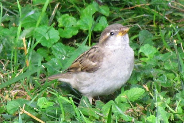 female House Sparrow