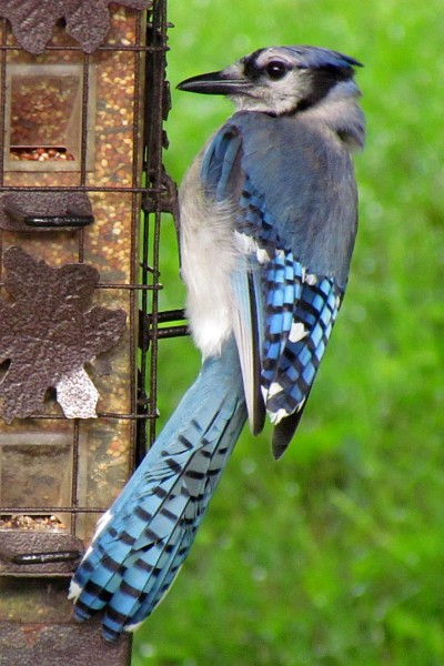 Blue Jay at feeder