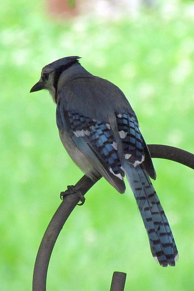 Blue Jay on top of the shepherd's crook