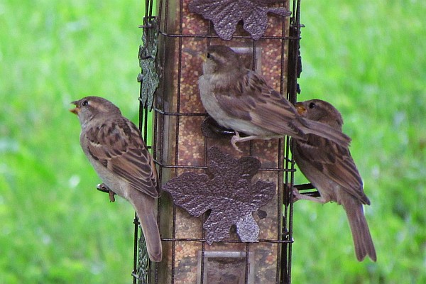 three female House Sparrows at feeder