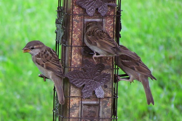 three female House Sparrow at feeder