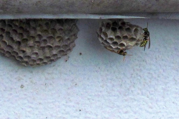 two Paper Wasp nests