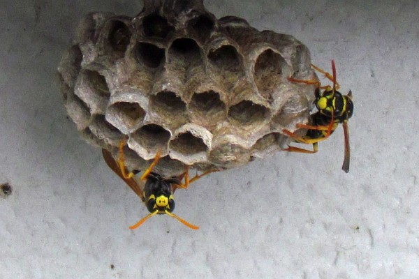 Paper Wasps