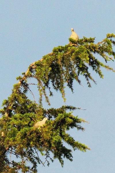 two pigeons roosting in a windswept tree