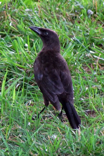 Common Grackle standing on the ground