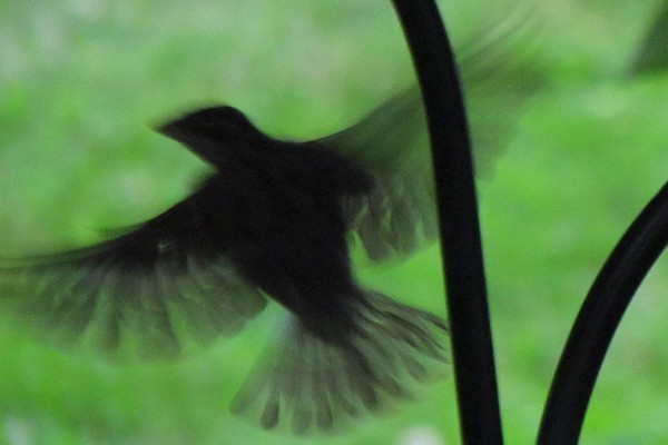 Common Grackle in flight from bird feeder