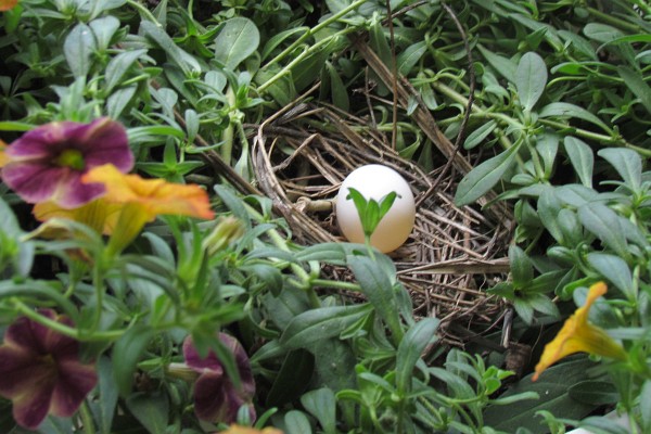 Mourning Dove has laid an egg in the next