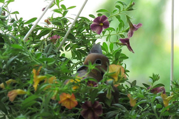 Mourning Dove sitting on the nest