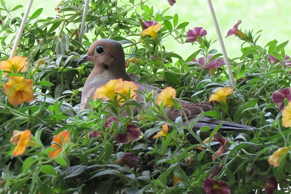 Mourning Dove on nest in flower basket