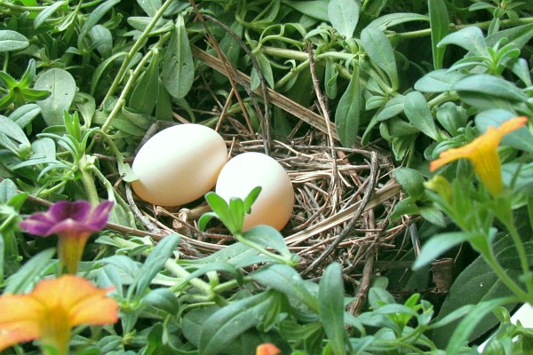 two eggs in the Mourninng Dove nest in the flower basket