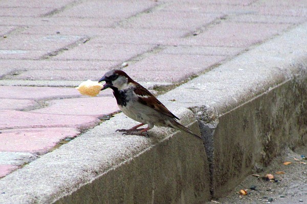 a sparrow with a big piece of food