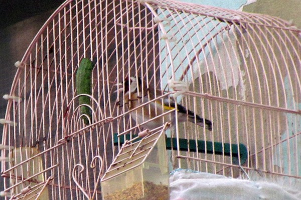 a gold finch in a cage singing