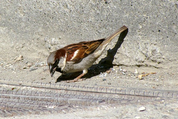 a sparrow hunting for food
