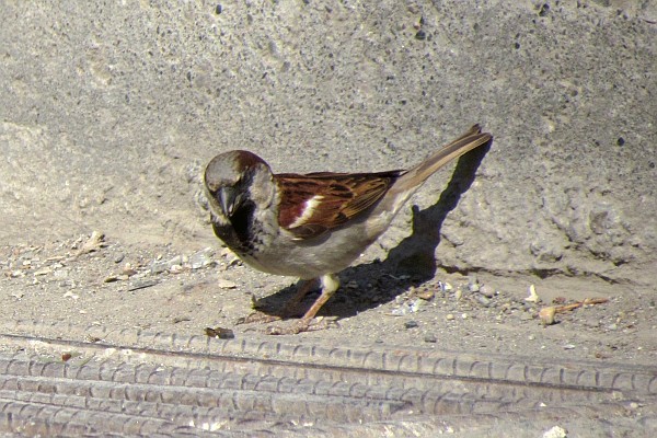 a sparrow looks around