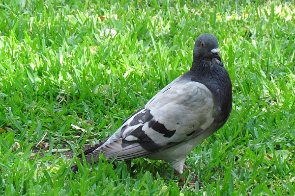 Pigeon in Phoenix