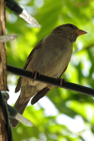 unkoown bird in Phoenix