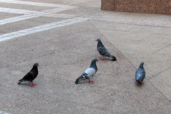 four pigeons roam together in a park