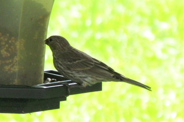 female house finch at feeder