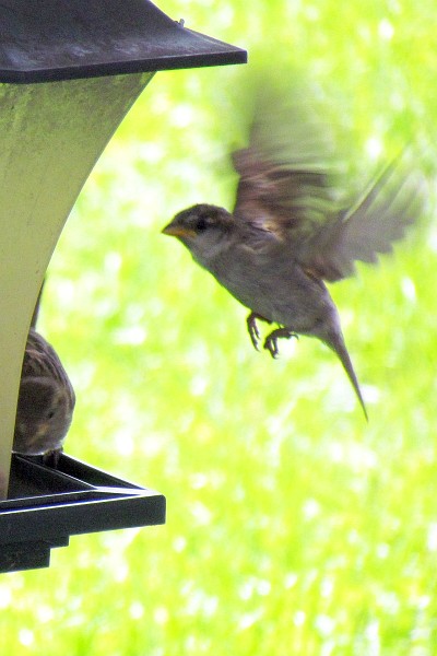 female house sparrow comes io feeder