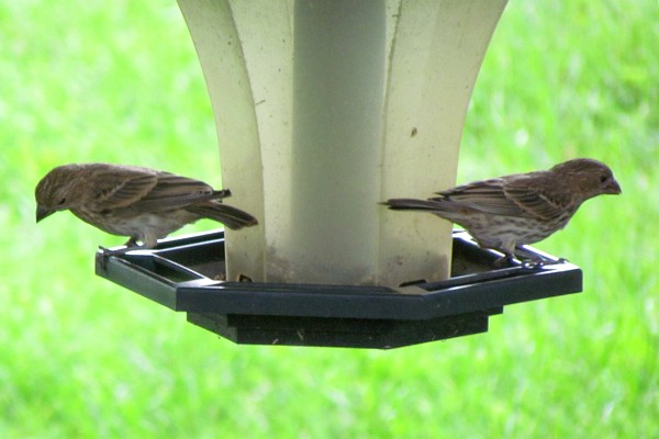 balancing act--two female house finches at feeder