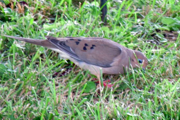 mourning dove in grass