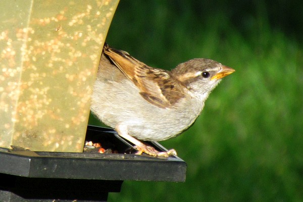 close up of femal house sparrow at feeder