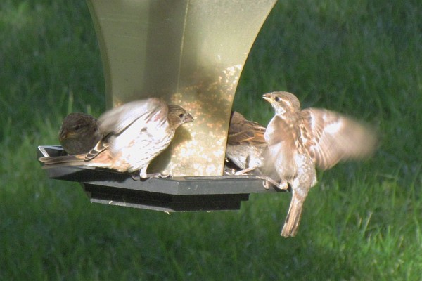 two female house finches fighting