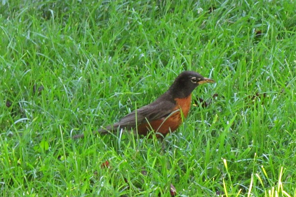 robin in grass (I)