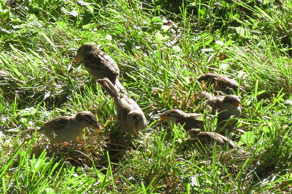 group of house sparrows on the ground