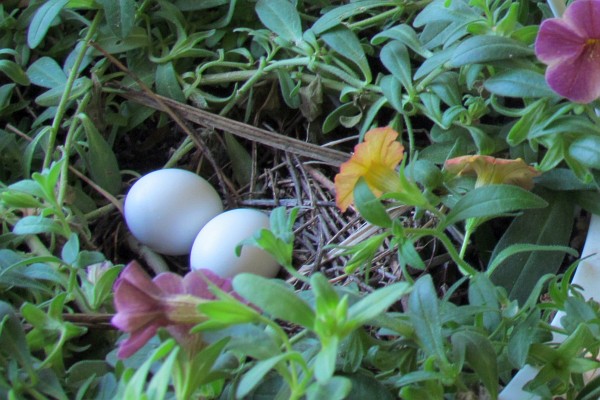 two Mourning Dove eggs not yet hatched