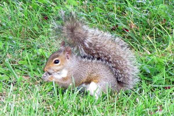 gray squirrel in grass