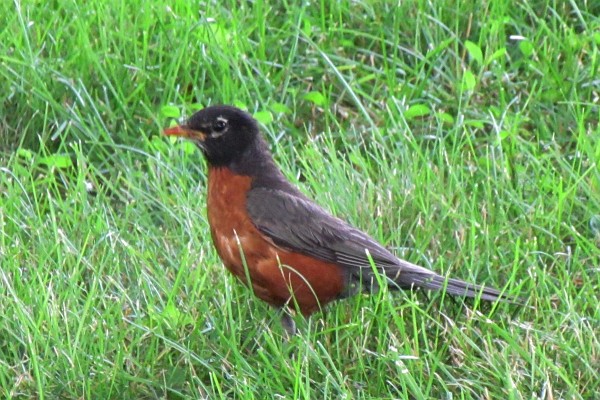 robin in grass (II)