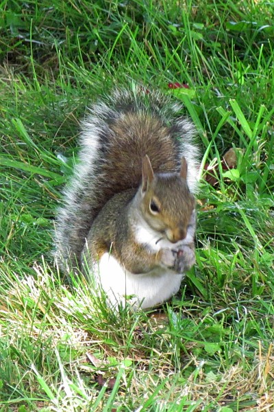 gray squirrel in grass (front view)