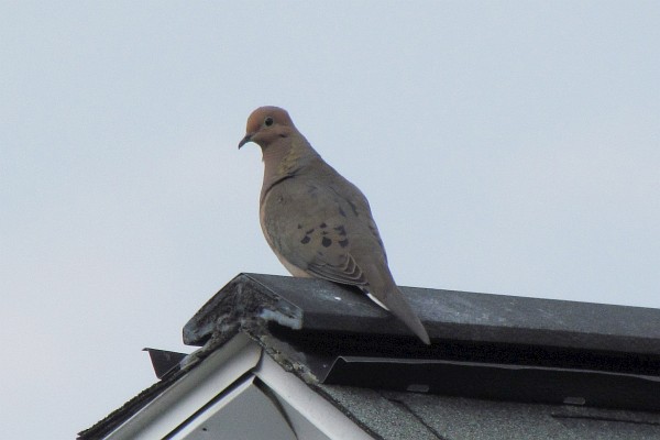 mourning dove on peak of house