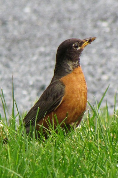 robin in grass (III)