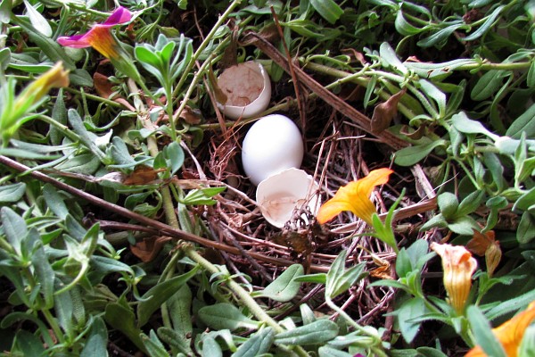 Mourning Dove eggs--what happened