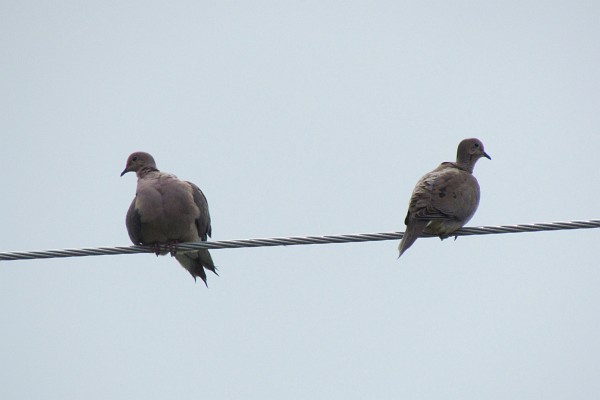 two mourning doves on an electrical wire