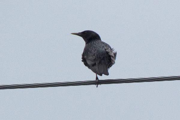 starling with only one leg on wire