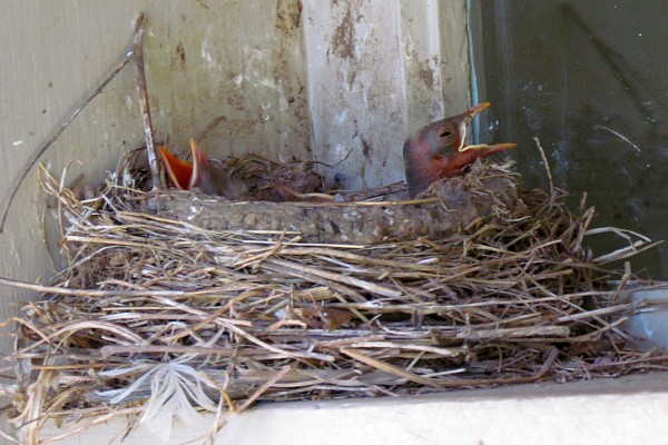 two baby bird in nest