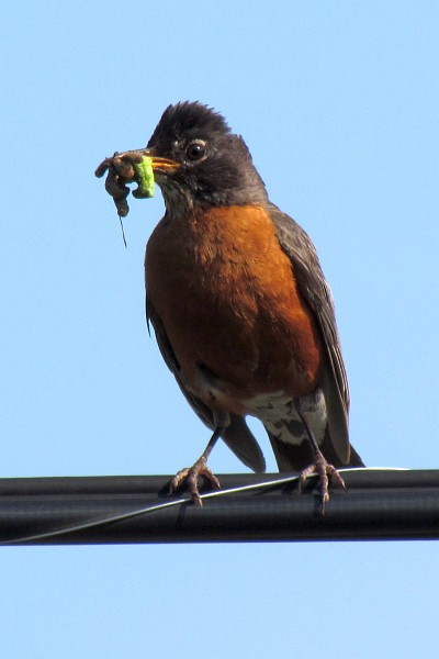 mother robin