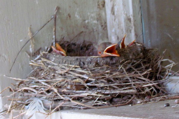 a day older baby birds in nest
