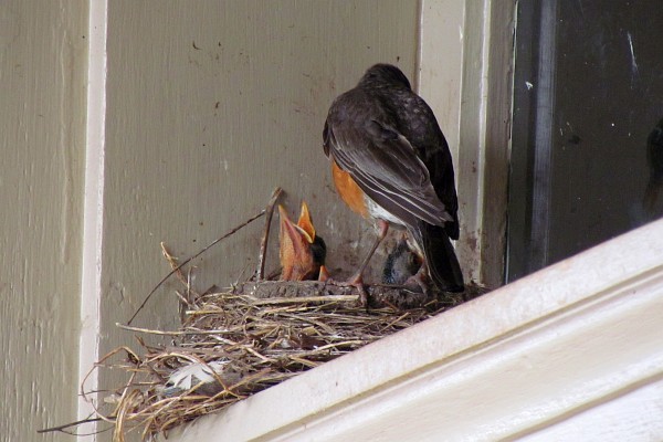 baby birds fed by mother