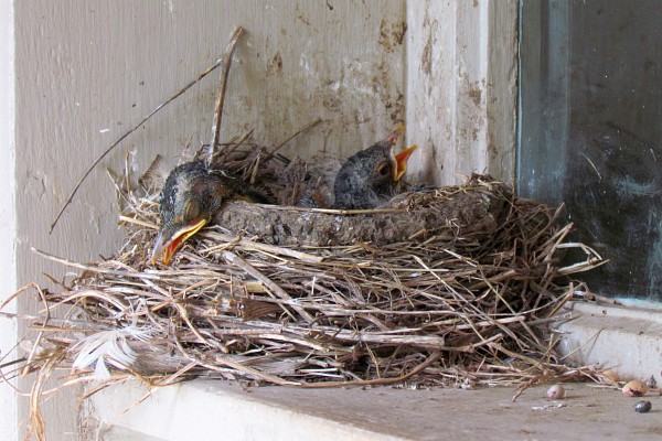 baby birds begin to get feathers three days later