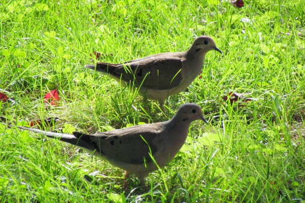 two mourning doves on the gournd in the afternoon