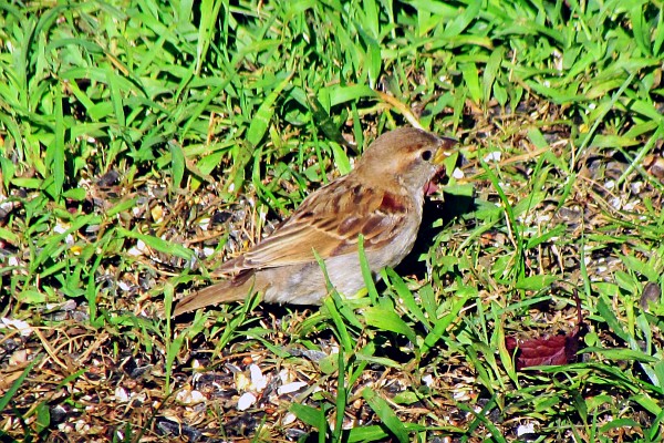 a female house sparropw